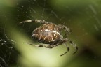 Aracnide