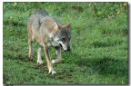 Lupo Appenninico Parco Faunistico Monte Amiata