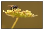 la mosca