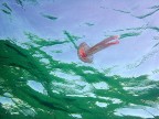 Pelagia noctiluca