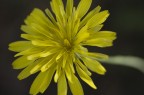 Fiori 1