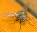 prima macro con lente autocostruita!