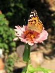 Farfalla