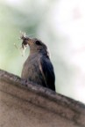 Olympus OM1 Con obiettivo 500mm F8 catadiottrico.
Pellicola Fujichrome (Credo :-P) 1600 ASA (di questo sono sicuro)