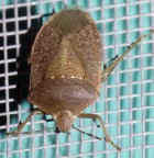 Tentativi di macro