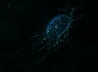 Santa Maria al Bagno (Nard)
-11 mt.
Notturna
Olindas phosphorea

Medusa bioluminescente

La foto non rende la bellezza dell'animale, che  grande circa quanto una moneta da due euro.

Mi sa tanto che questa  proprio l'ultima fotosub...

Commenti e suggerimenti sempre benedetti

Grazie mille a tutti

Giuseppe