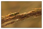 antenne spente