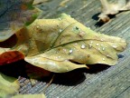 Arriva l'autunno!