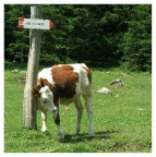 Una mucca alle prese con una grattatina... pidocchi?!? Chiss...