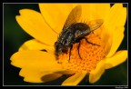 Mosca golosa
