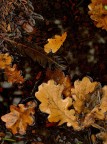 Composizione autunnale...