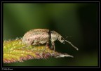 Camera: Canon
Model: Canon EOS 350D DIGITAL
Lent: Canon 100mm Macro
ISO: 100
Exposure: 1/80 sec
Aperture: f/13.0