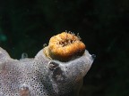CARIOPHYLLA