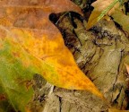 Autunno...