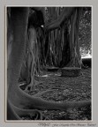Ficus Magnolia