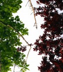 alberi italiani