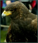 Falco