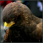 Falco 2