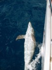 delfino che gioca