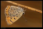 180macro 1/50sec f/14 400iso -0.3stop luce ambiente treppiede sollevamento specchio cavo di scatto