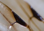 A lucianolibe