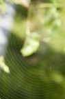 in attesa di postare qualcosa di decente...ecco un mio scatto casuale. Il ragno ha deciso di svignarsela