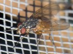 E giochiamo con la lente - Mosca