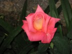 semplicemte rosa