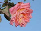 Rosa nel blu