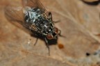 mosca prima prova