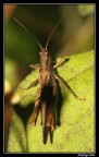 Penombra