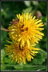 Giallo... che passione!