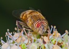 In giardino