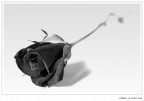 Minimalismi