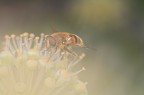 commenti graditi

(premetto che l'effetto  naturale e voluto)