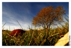 Falling leaves