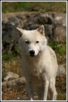 Lupo Bianco