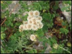 Macro Fiore