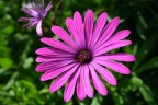 non mi intendo tanto di fiori