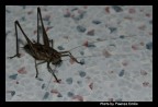 Visita