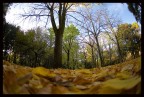 Prospettiva particolare dell'Autunno.