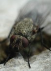 Mosca