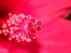 fiore