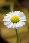 ..nella sua semplicit la margherita  il mio fiore preferito e quindi ho voluto fotografarla..