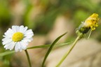 se la margherita  il mio fiore preferito, difianco ad un piscialetto stropicciato risulta ancora pi bella.