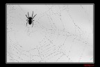 shilouette