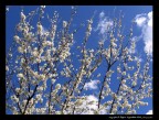 Ricami nel cielo