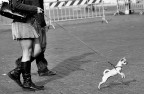 Cane da traino