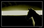 encantador controluce