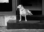 .: sull'uscio - salerno 2006 :.
